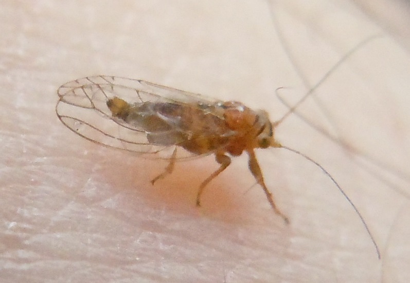 ninfe e adulti di Psyllidae:  cfr. Cacopsylla sp.